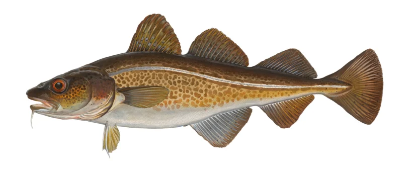 Dorsch Gadus morhua
