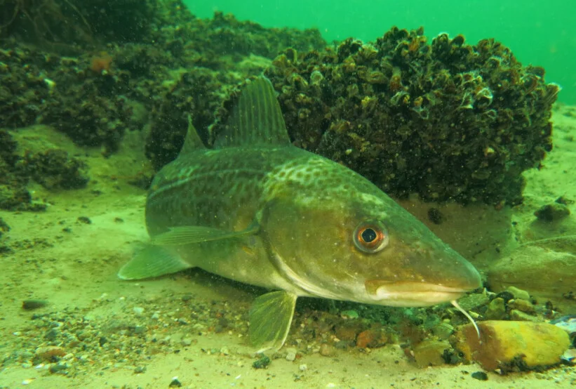 Dorsch Gadus morhua